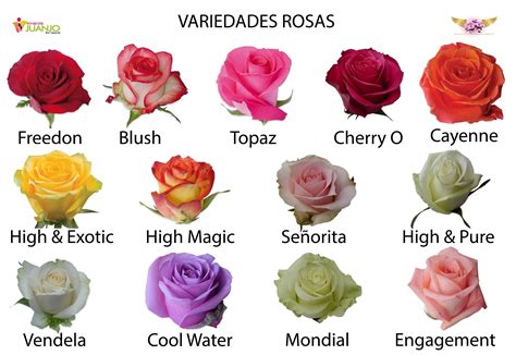 tipos de rosas color y sus nombres